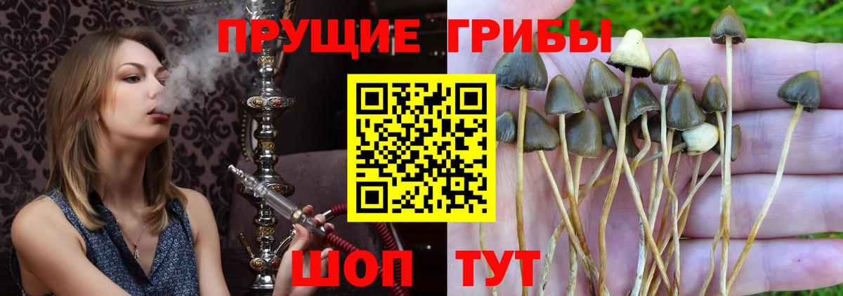 Галлюциногенные грибы прущие грибы  Вход с VPN  Минеральные Воды 